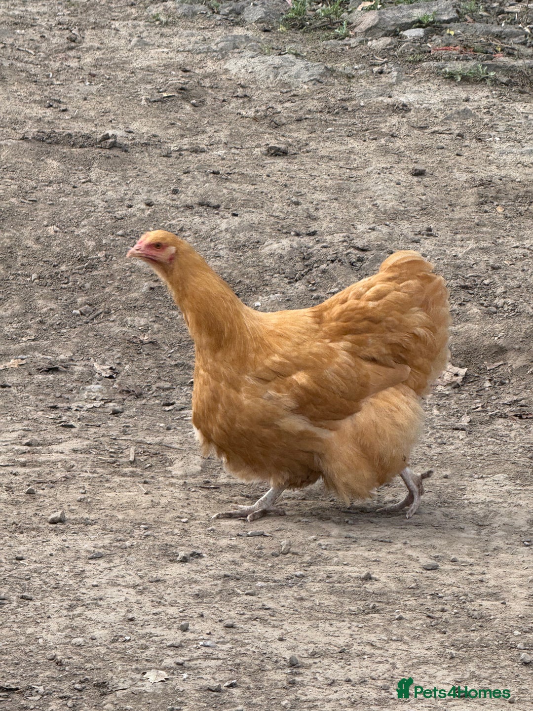 Chickens poultry for sale: Laying hens for sale - Image 9