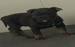 Mixed Breed dogs for sale:  / British bulldogs puppy’s 1 GIRL LEFT 💖  - Image 17