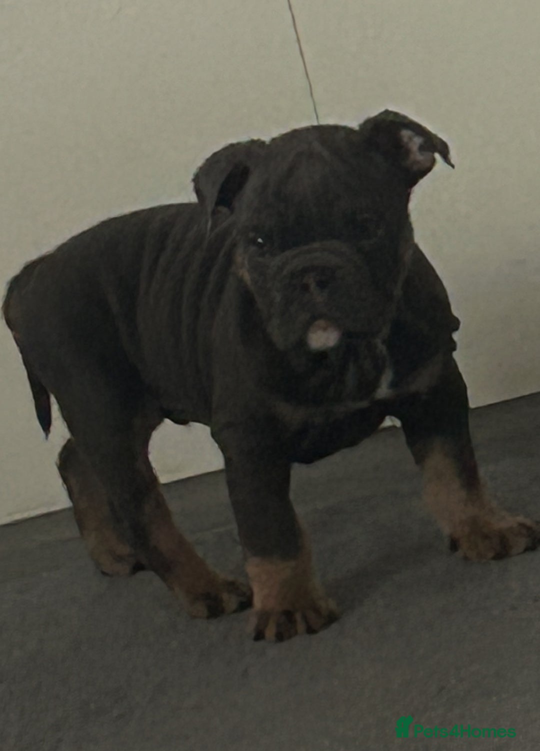 Mixed Breed dogs for sale:  / British bulldogs puppy’s 1 GIRL LEFT 💖  - Image 17