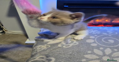 British Shorthair cats - Advert 7