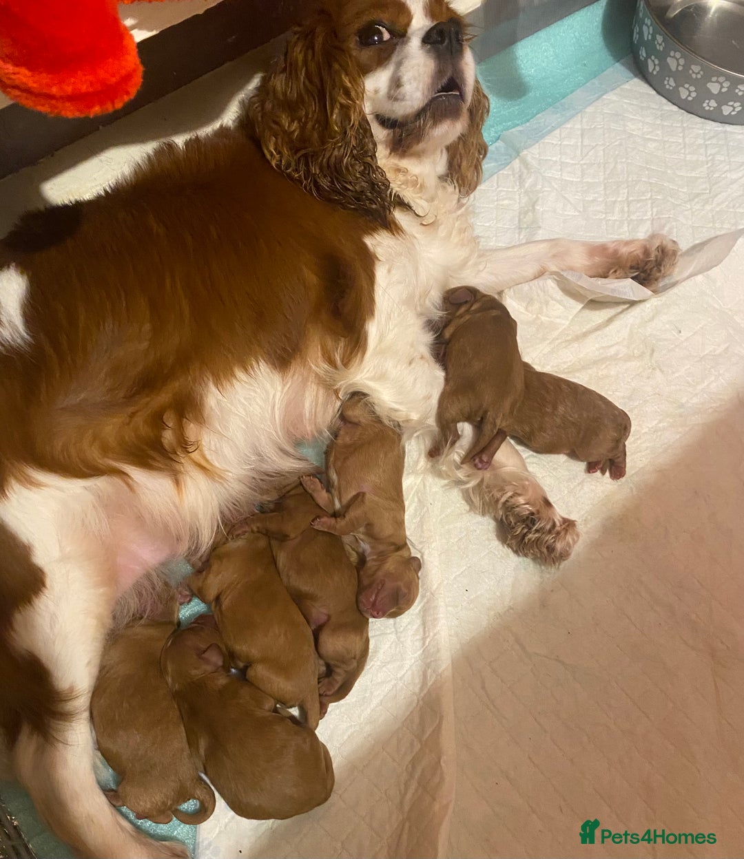 Cavapoo dogs for sale: Toy Cavapoo Health testing parent  - Advert 6