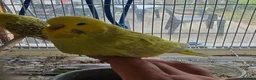 Budgerigars birds for sale: Colourful Budgies Healthy Social and Ready to Fly! - Advert 5