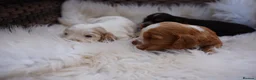 Cocker Spaniel dogs for sale: Exceptionally well health tested Kc show cockers - Advert 6
