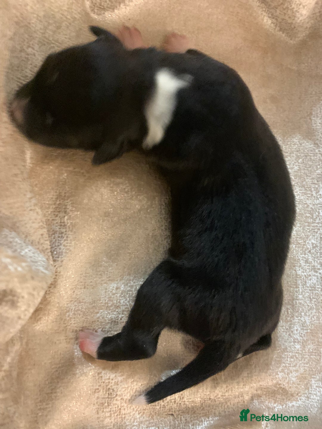 Border Collie dogs for sale: Pure Border Collie pups  - Advert 23