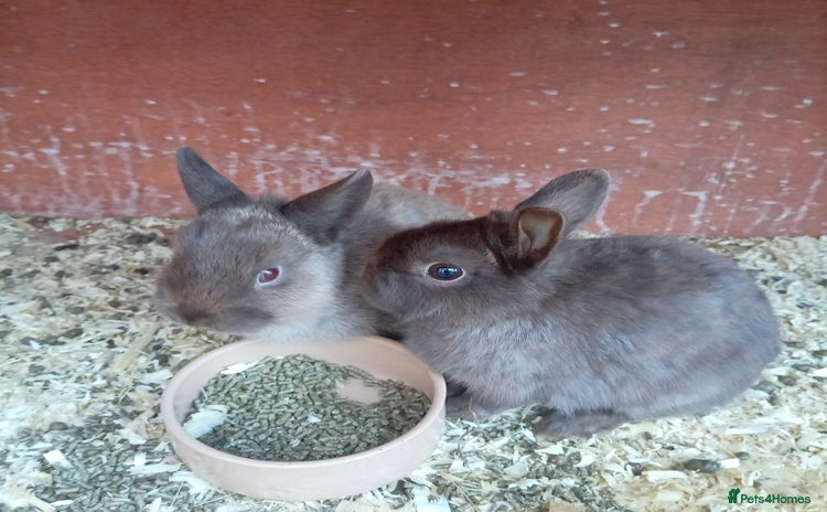 Netherland Dwarf rabbits Netherland dwarf females and males - Advert 17