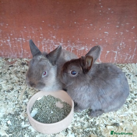 Netherland Dwarf rabbits Netherland dwarf females and males - Advert 17