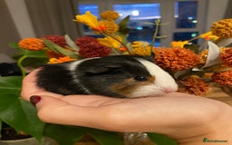 Guinea Pig rodents for sale: Baby female Guinea pigs - Image 12