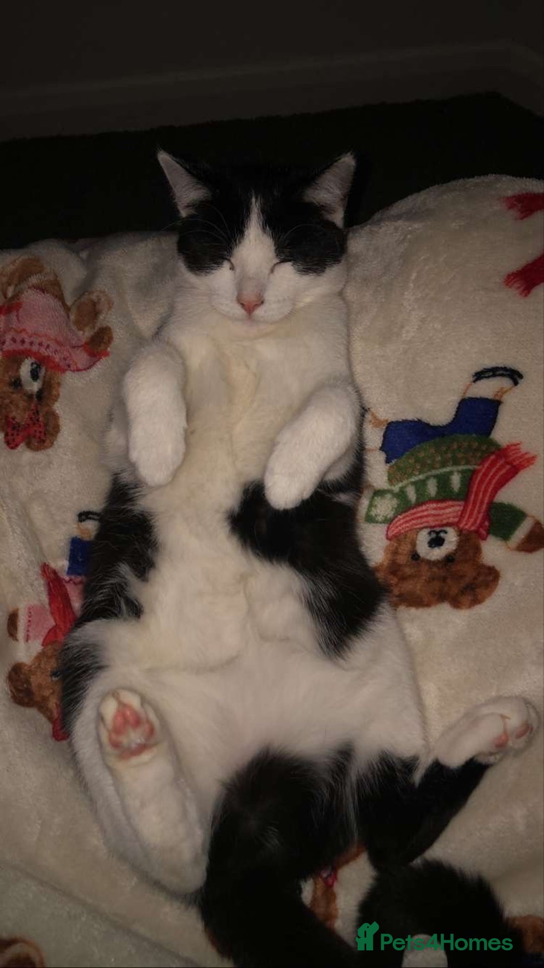 British Shorthair cats for sale: Miso for sale   🐱 - Advert 2