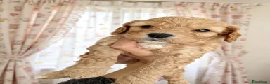gold boy