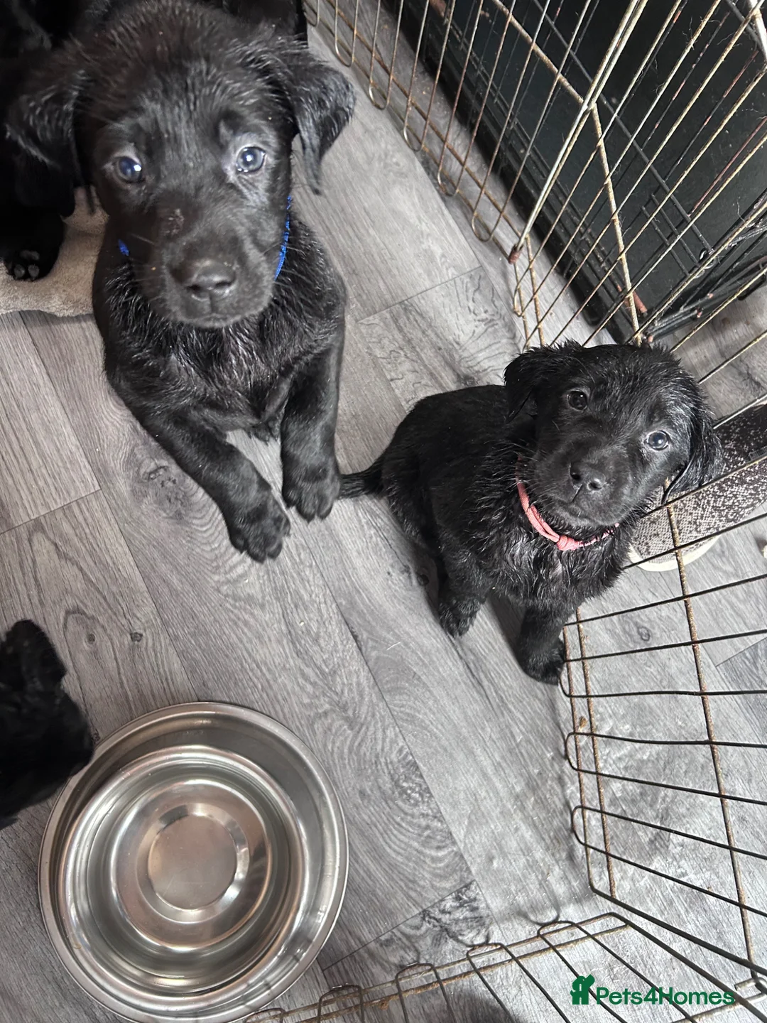 Labrador Retriever dogs for sale: Labrador puppies in Newton Aycliffe - Advert 10