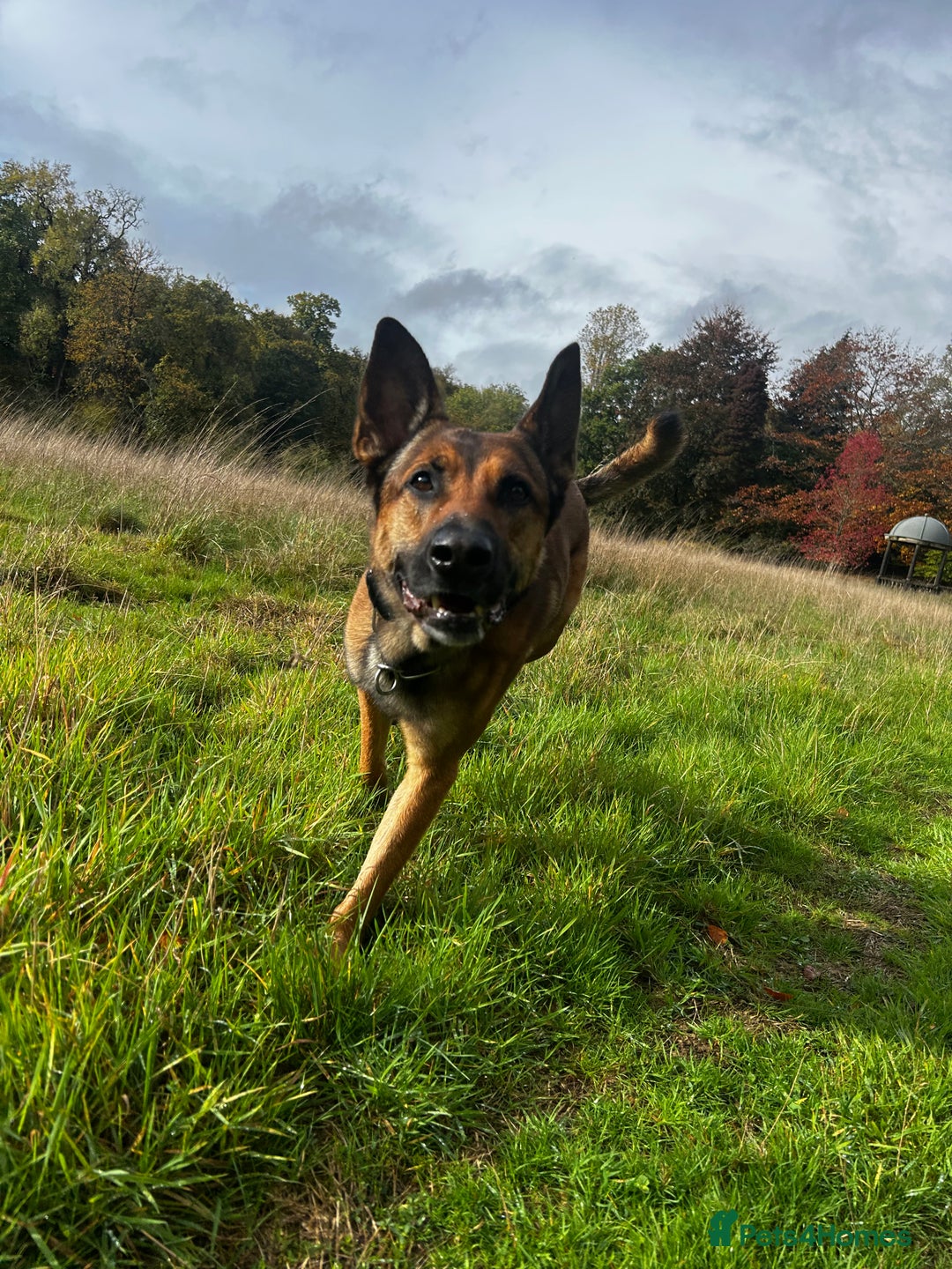 Mixed Breed dogs for sale: Stunning Border Collie x Belgian Malinois Puppies - Advert 10