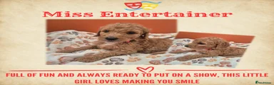 Miss Entertainer