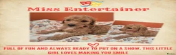 Standard Poodle dogs for sale: KC Registered Standard Poodles • Full of Character - Advert 3