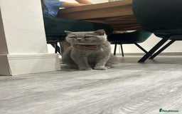 British Shorthair cats for sale: British Shorthair cat  - Image 6