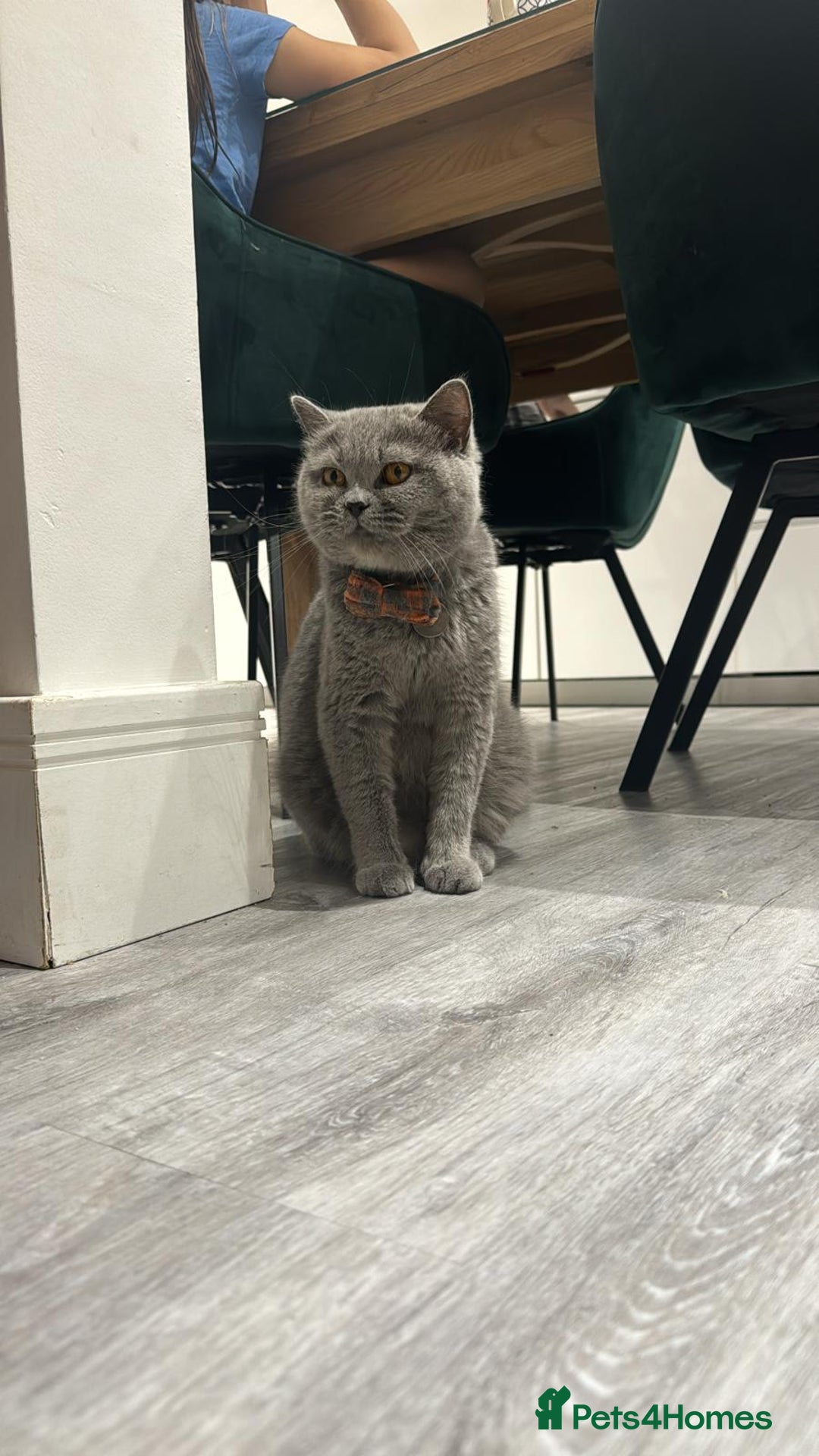 British Shorthair cats for sale: British Shorthair cat  - Image 6