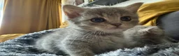 Scottish Fold cats for sale: Scotish fold cross Scottish straight adorable🥰 😻 - Advert 4