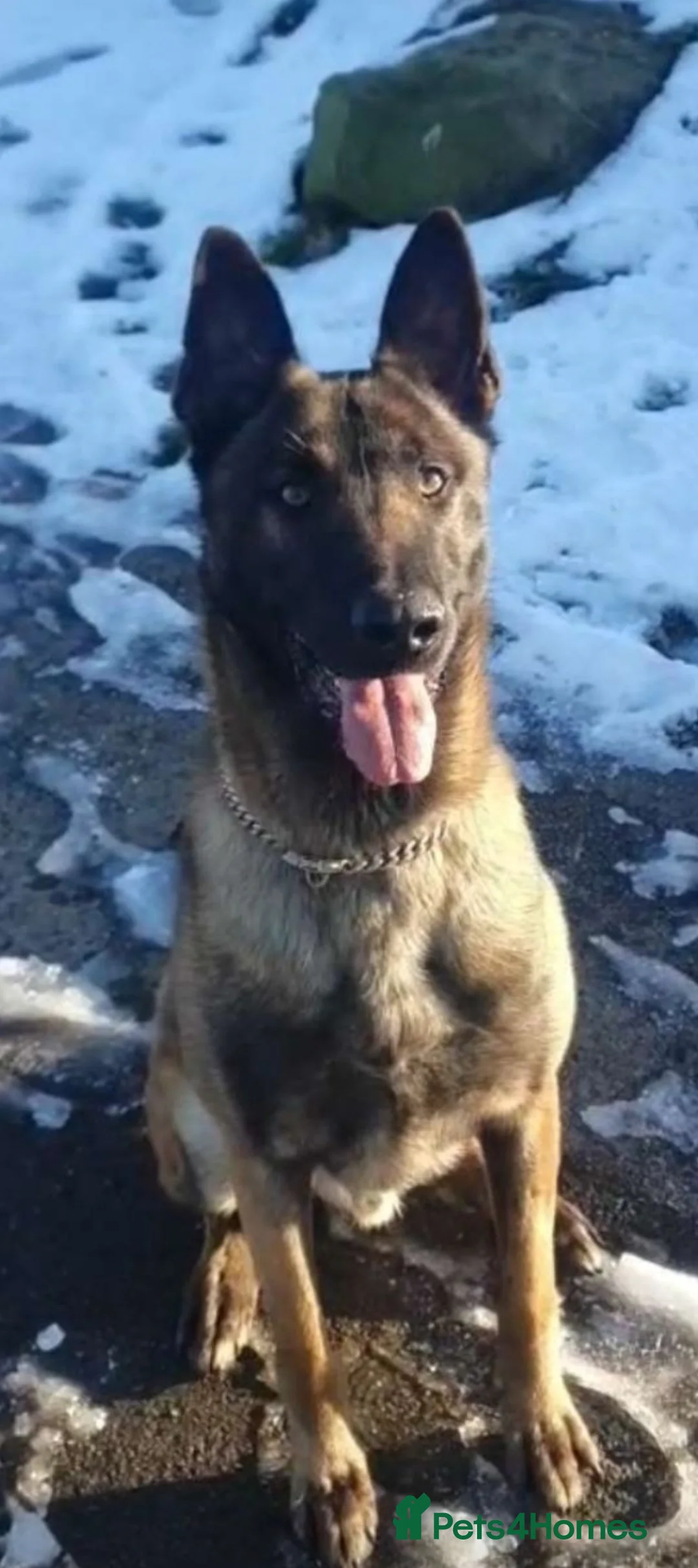 Belgian Shepherd Dog dogs for sale:  **  Belgium malinois 24 months in Sheffield - Advert 4
