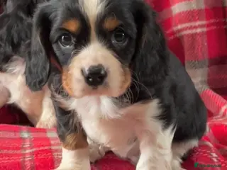 Cavalier King Charles Spaniel dogs Beautiful King Charles Cavalier puppies - Advert 10
