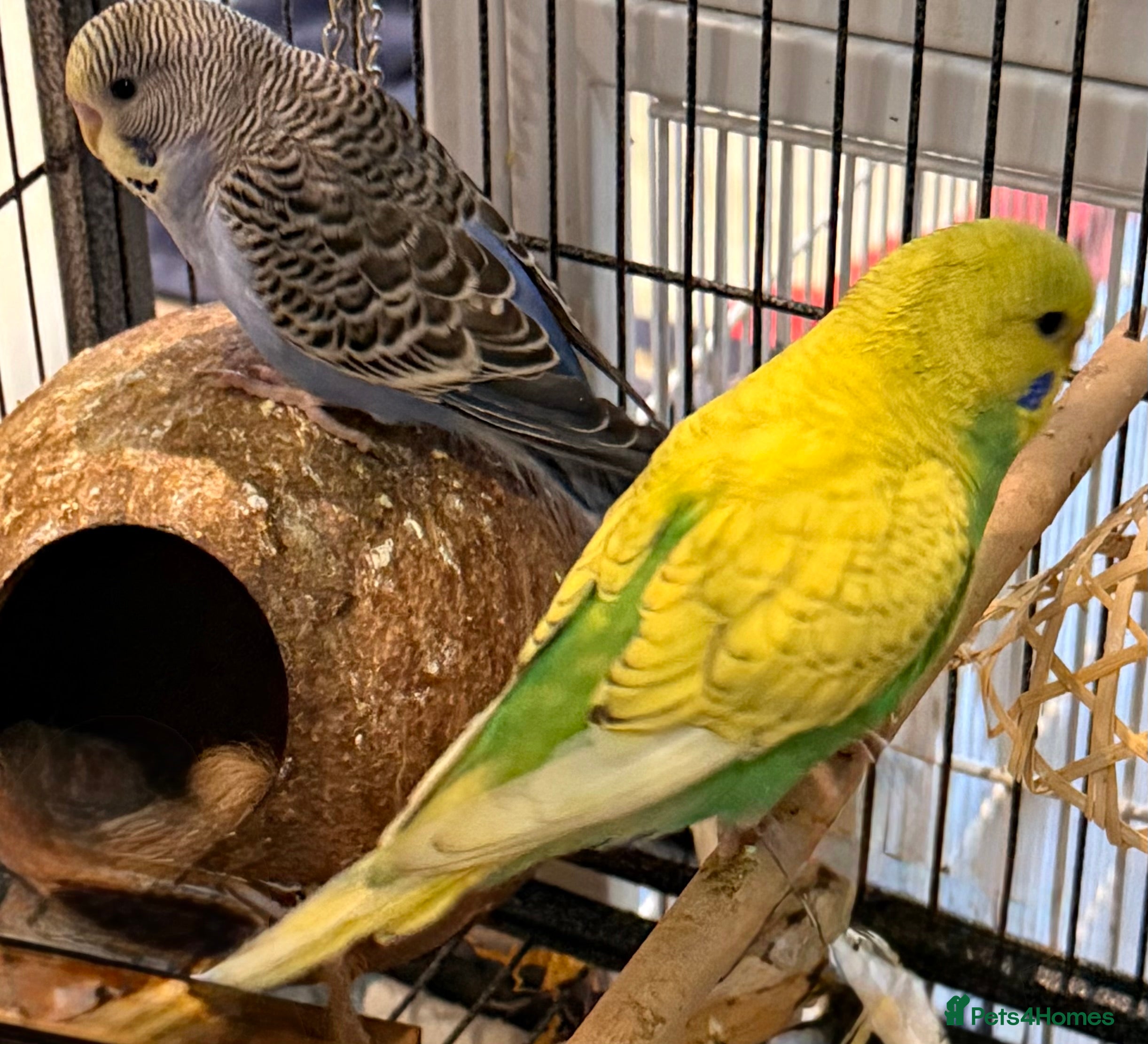 Budgerigars birds  Pair of budgies 3 months old  - Advert 4