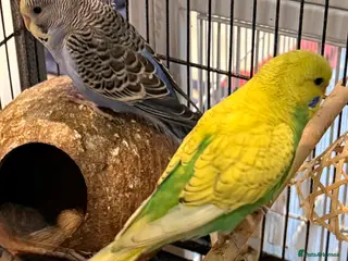 Budgerigars birds Pair of budgies 3 months old - Advert 4