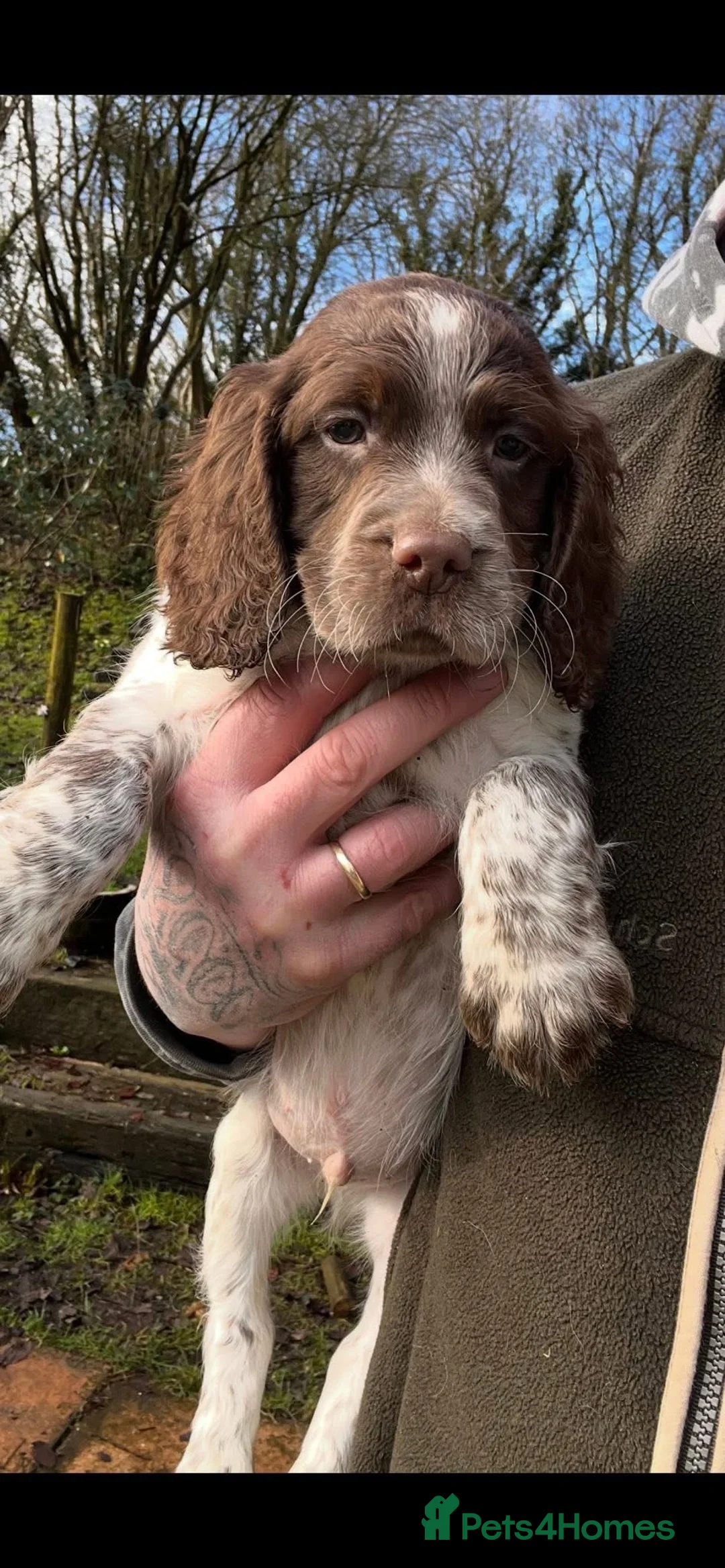Sprocker dogs for sale: Sprocker puppies for sale  - Advert 5