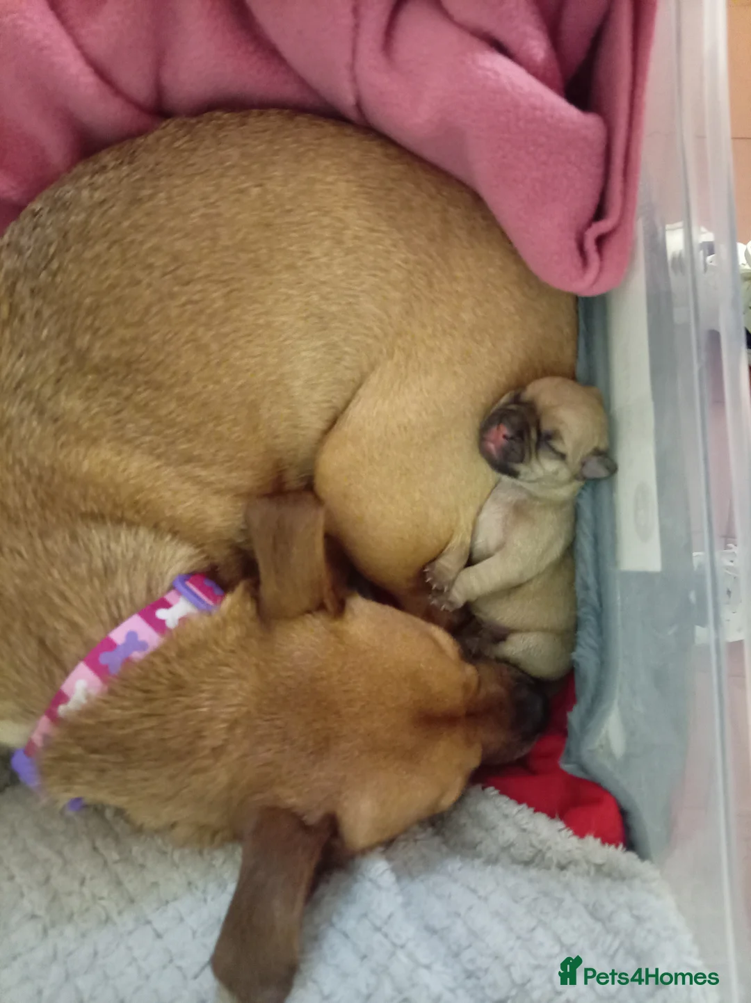 Jug dogs for sale: Jug puppies Jack Russell x pug puppies available - Advert 16