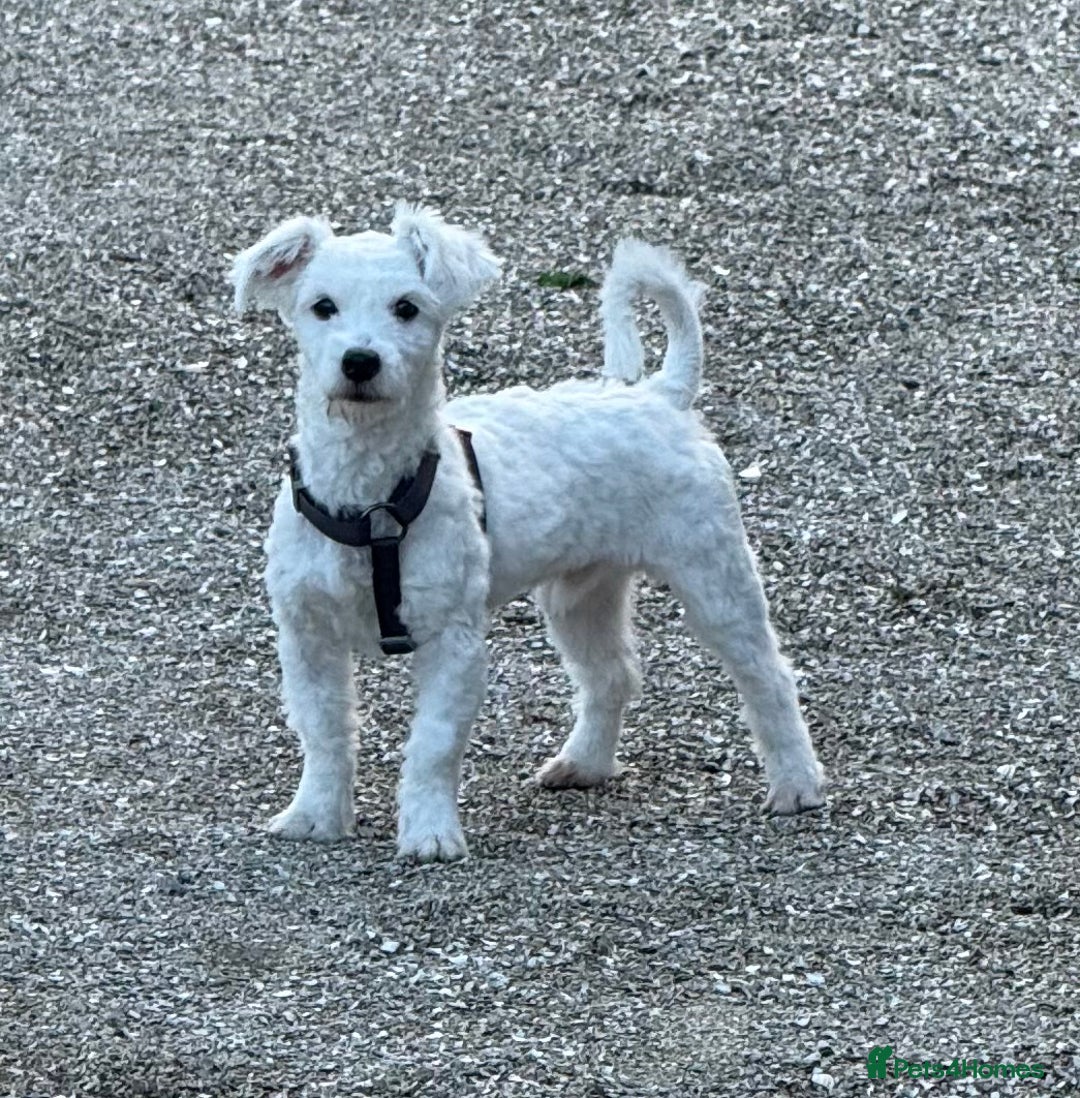 Coton De Tulear dogs for sale: Coton de tulear boy  - Image 2