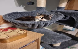 Persian cats for sale: Persian kittens - Image 6