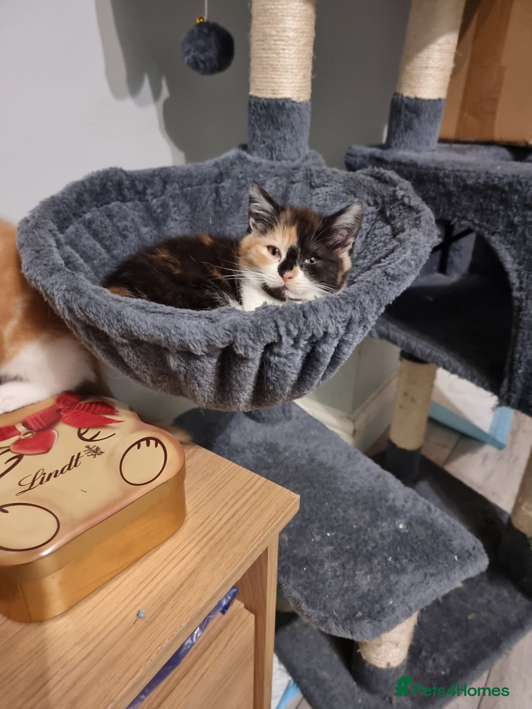 Persian cats for sale: Persian kittens - Image 6