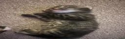 Bengal cats for sale: 2 kittens needing forever homes  in Aldershot - Advert 6