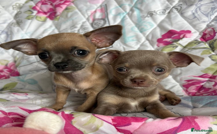 Chihuahua dogs - Advert 2