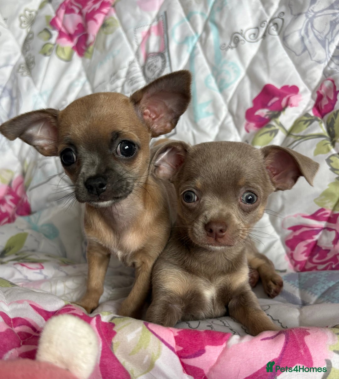 Chihuahua dogs for sale: Cute Chihuahua Pups - Image 1