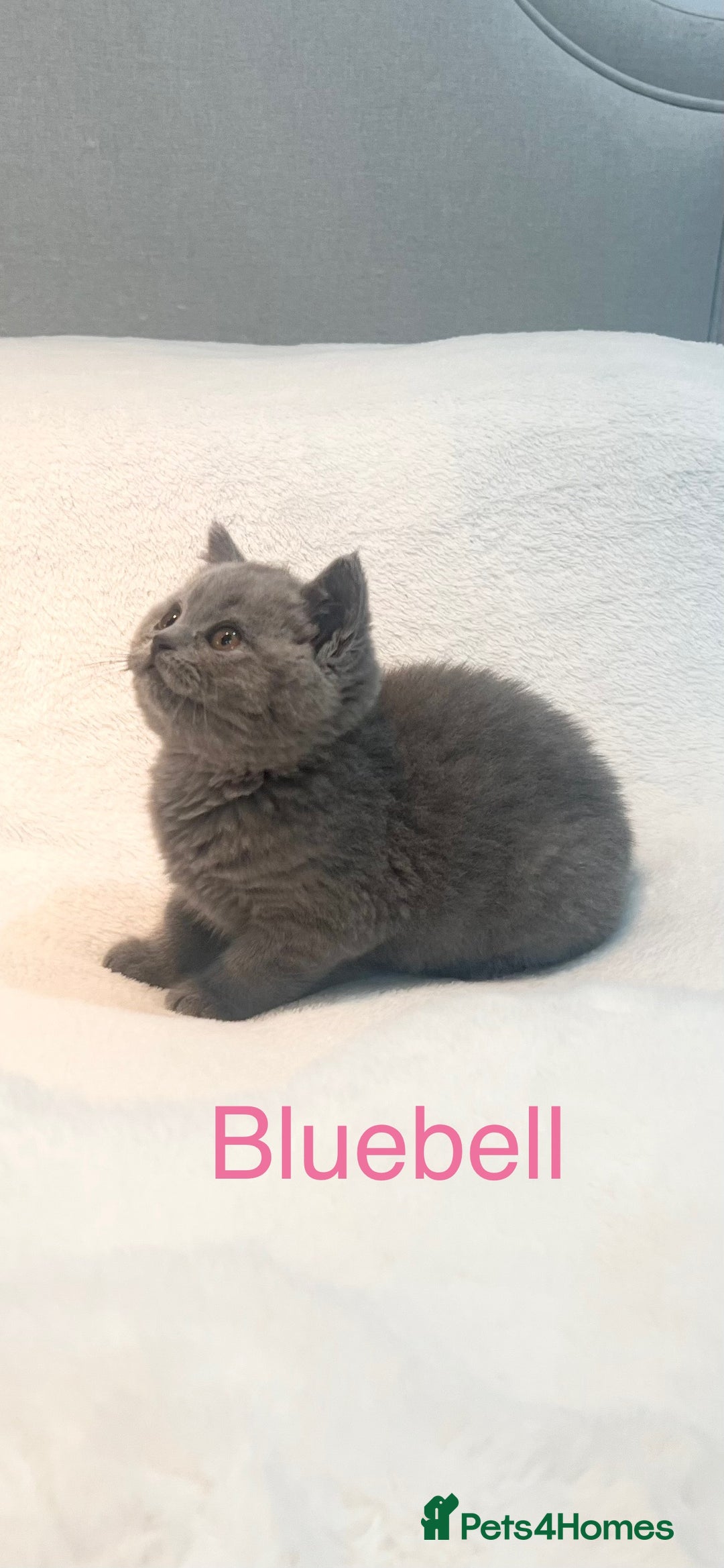 British Shorthair cats for sale: GCCF Registered British Shorthair Girl - Image 4