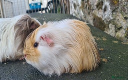 Guinea Pig rodents for sale: Pair of female sheltie Guinea pigs  - Advert 8