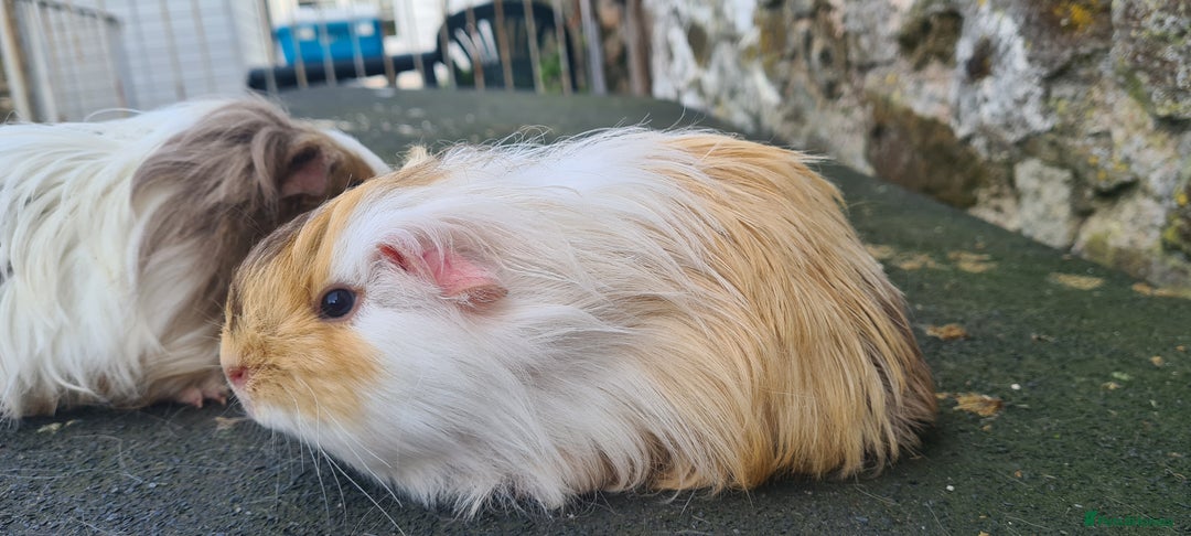 Guinea Pig rodents for sale: Pair of female sheltie Guinea pigs  - Advert 8