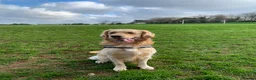 Golden Retriever dogs for stud: Beautiful KC-Reg Golden Retriever Stud (proven) - Advert 26