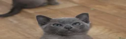 Burmese cats for sale: Affectionate Burmese boys - Advert 9