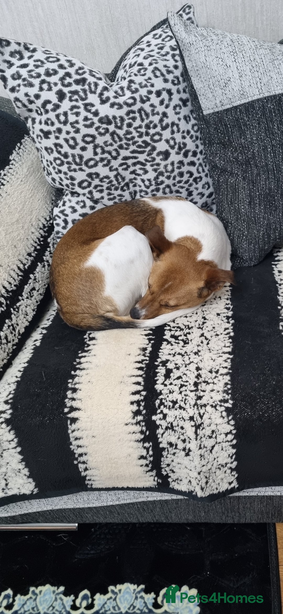 Mixed Breed dogs for sale: 6 year old Jack Russel x - Image 6