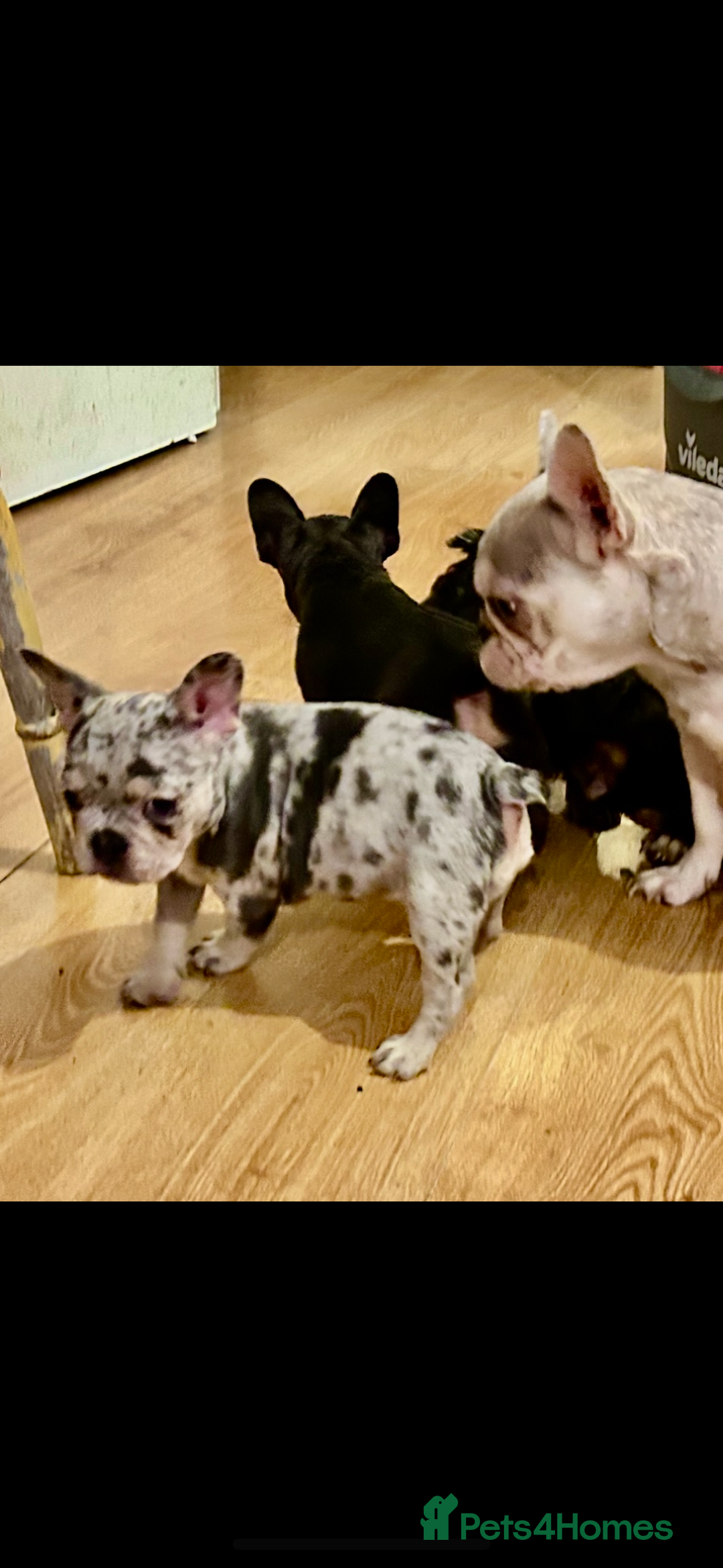 French Bulldog dogs for sale: Stunning fluffy Frenchies ready to leave now  - Advert 5
