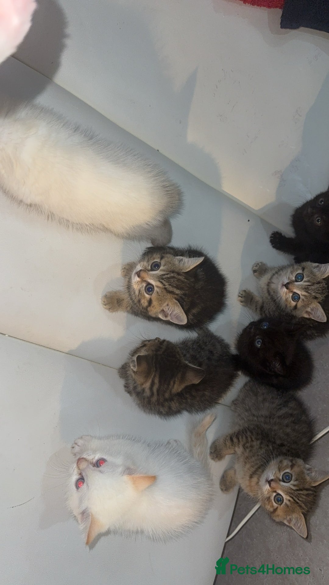 Scottish Fold cats for sale: British Shorthairs For Sale - Image 6