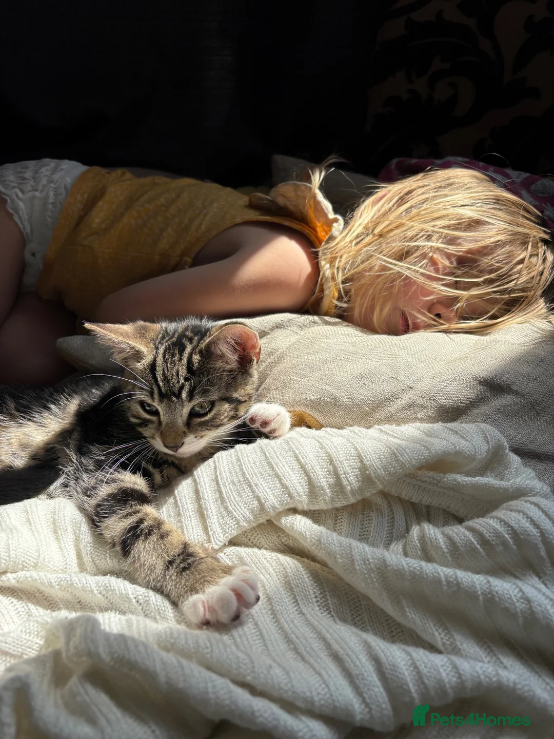 Abyssinian cats for sale: Absynnian tabby mix kittens 1 boy and 1 girl left in Margate - Advert 2