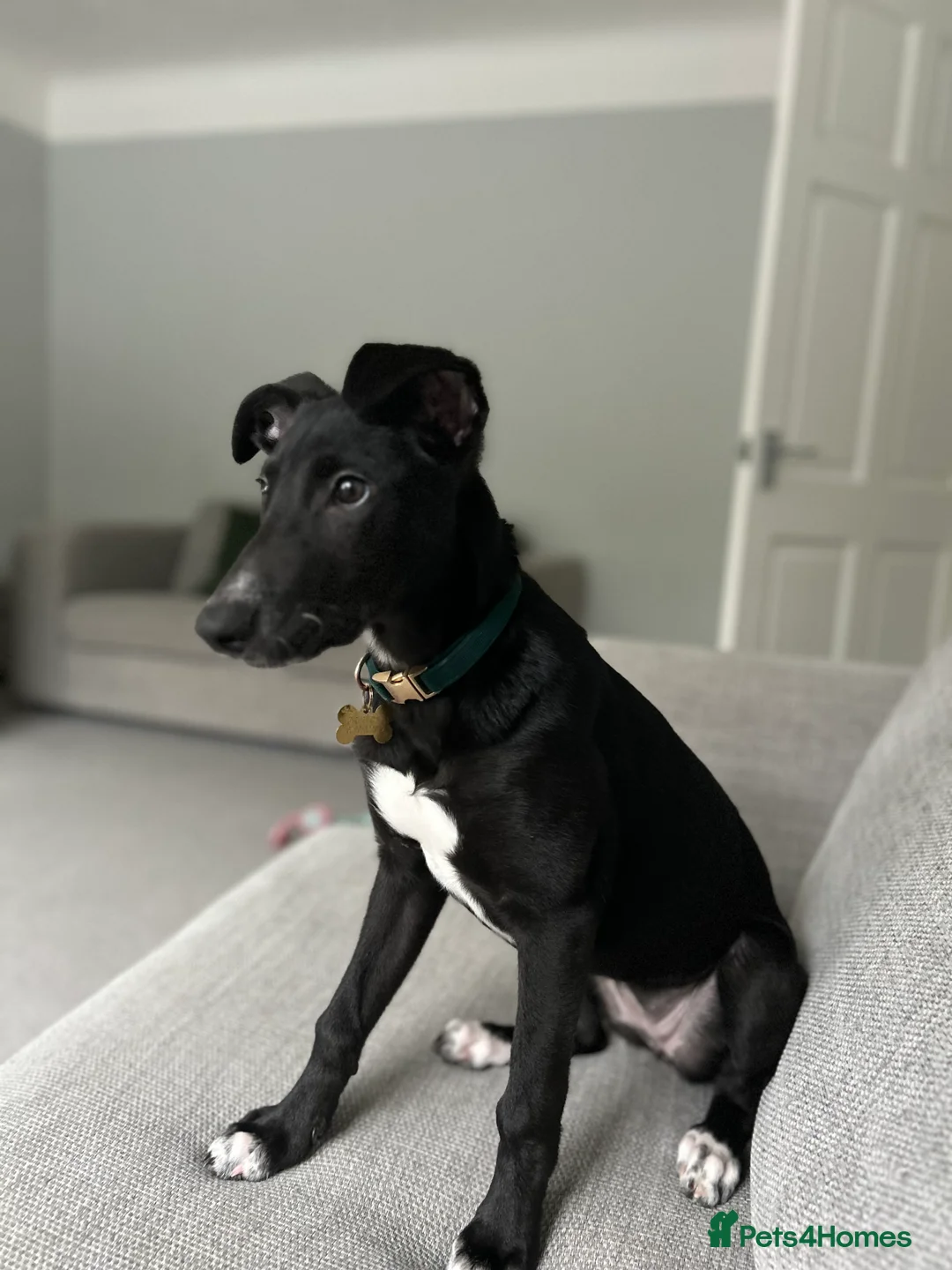 Lurcher dogs for sale: Mavis in Deeside - Advert 1