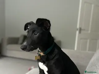 Lurcher dogs Mavis in Deeside - Advert 1