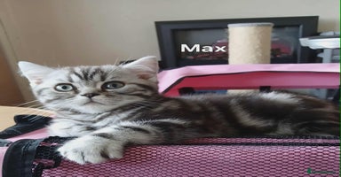 British Shorthair cats - Advert 6