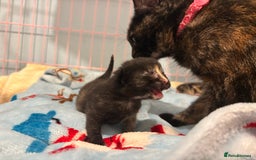 Mixed Breed cats for sale: 5 Gorgeous kittens for reserve - Image 12