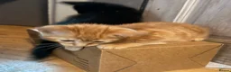 Ragdoll cats for sale: Ragdoll X kittens  - Advert 19