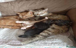 Mixed Breed cats for sale: Beautiful kittens ready for new address  - Image 6