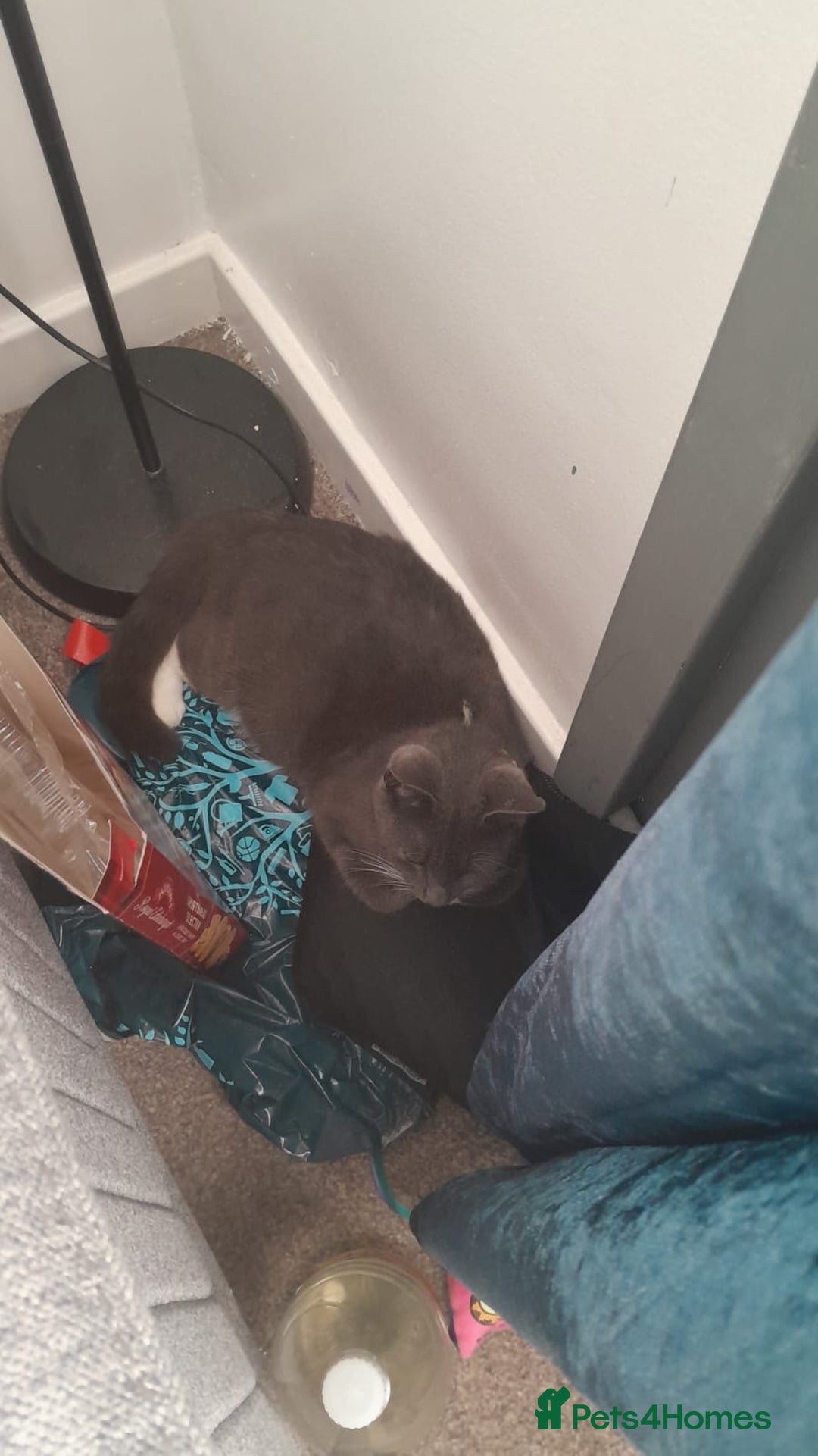 Mixed Breed cats for sale: Baby G - Image 2