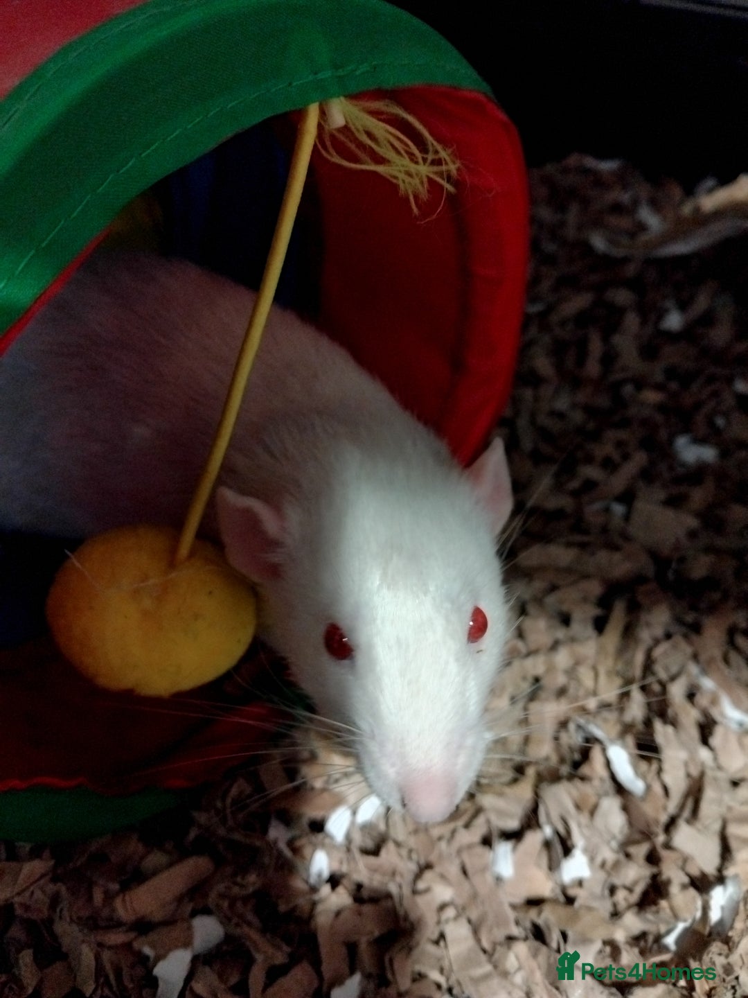 Rat rodents for sale: 3 male dumbo rats - Advert 2
