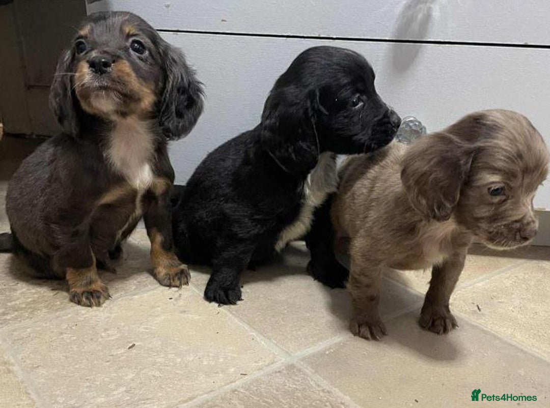 Cocker Spaniel dogs for sale: Beautiful Puppies - Advert 12